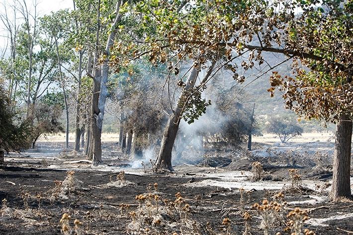 Casi el 80 por ciento de los terrenos universitarios fueron afectados por el incendio forestal del 14 de noviembre.