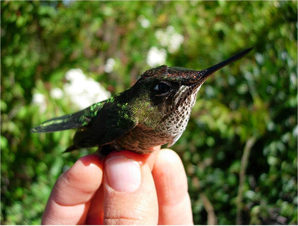 Los Congresos Chilenos de Ornitología son trianuales y congregan a investigadores y estudiantes interesados en las aves. El último se realizó en el año 2014 en Coquimbo, Chile. 