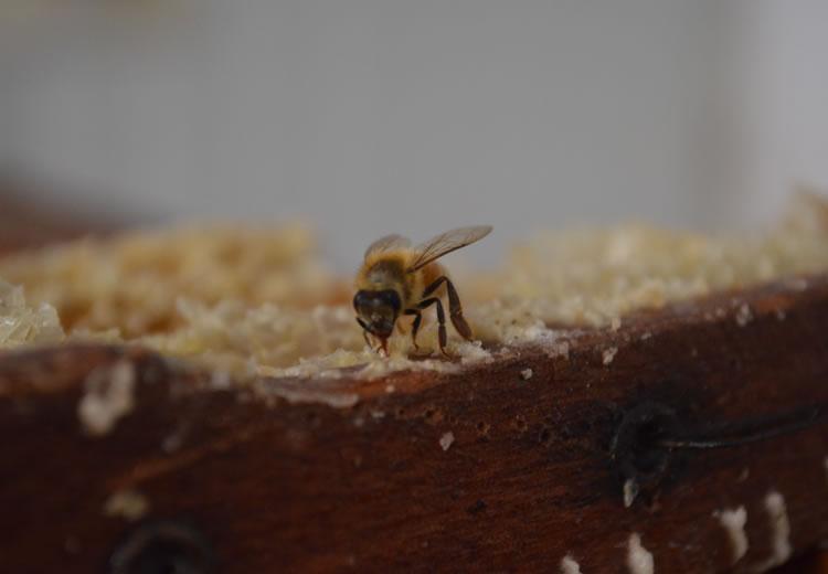 El curso denominado ¿Apicultura Orgánica vinculada al bosque nativo Mediterráneo¿, beneficiando a 60 apicultores provenientes de 12 comunas
