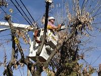 Existe una desprotección del árbol urbano, donde las empresas eléctricas y cables están autorizadas para realizar podas que deslindan en lo criminal.