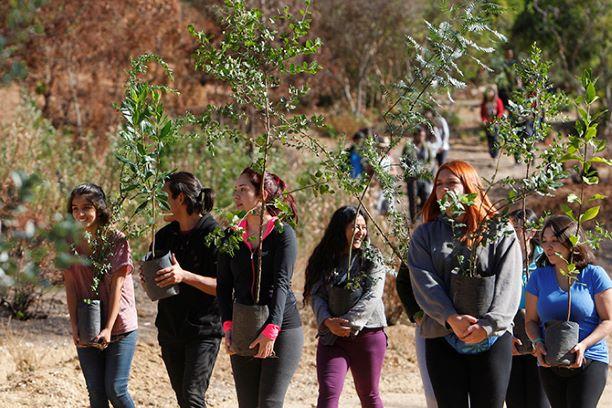 Estudiantes de primer año en labores de reforestación en la Región del Maule.