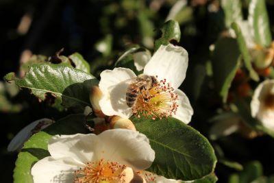 La abeja lleva el polen de una flor hasta otra flor para fecundarla y reproducir semillas y frutos