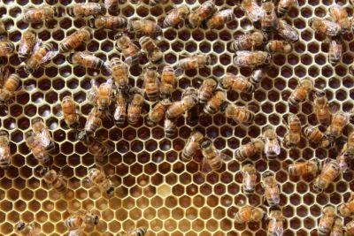 La capacidad de organización y de comunicación entre las abejas las destaca como los mejores insectos dentro del grupo de polinizadores.