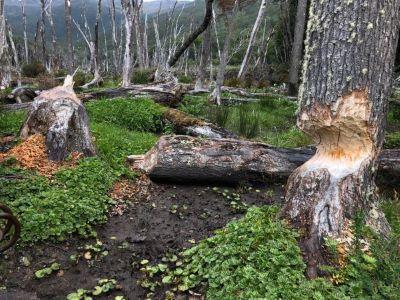 Efecto del castor en el ecosistema en el Archipiélago de Tierra del Fuego. Foto Gentileza Wildlife Conservation Society Chile