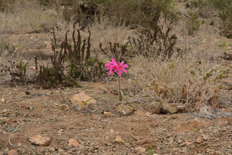 Para la creación de un nuevo género en la flora chilena se tomó en cuenta la historia evolutiva de la planta conocida como añañuca rosada. Foto de Josefina Hepp.