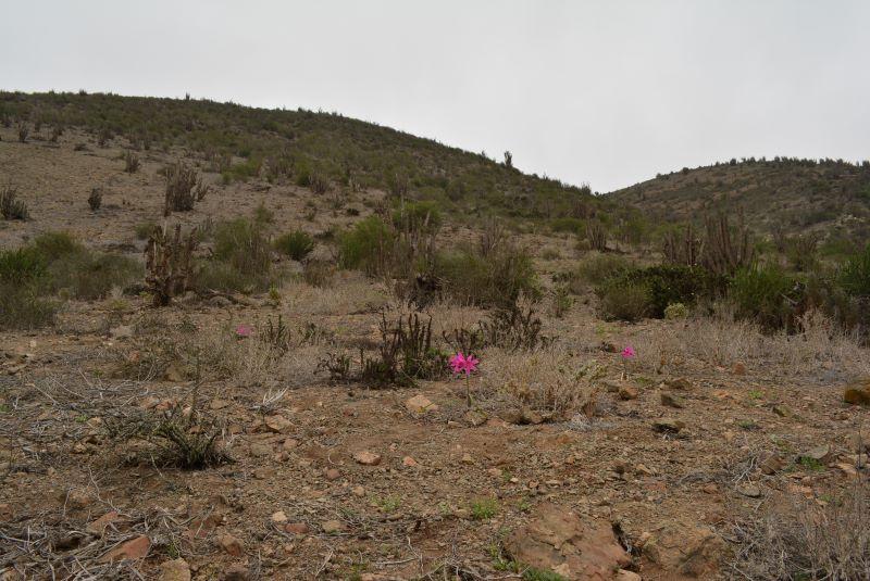 La añañuca rosada es una especie endémica de la zona costera entre Antofagasta y Chañaral en el norte de nuestro país. Foto de Josefina Hepp.