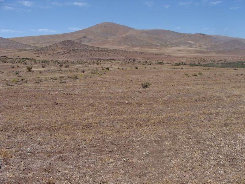 En los llanos entre Copiapó y Vallenar, en la Región de Atacama, llueve aproximadamente solo 30 ml en promedio anual. .