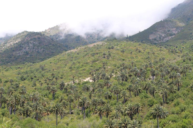 Es importante educar a la población sobre la conservación, en Parque Nacional La Campana de la V Región por ejemplo, una de las principales amenazas a la Palma Chilena viene de localidades aledañas.