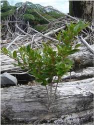 Imagen de luma (Amomyrtus luma) creciendo vegetativamente de un tronco caído por la caída masiva de árboles (Foto: E. Videla)