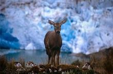 El artículo es: La detección de un aumento de un huemul en Peligro Hippocamelus bisulcus población después de la eliminación del ganado y el cese de la caza furtiva en la costa de la Patagonia, Chile